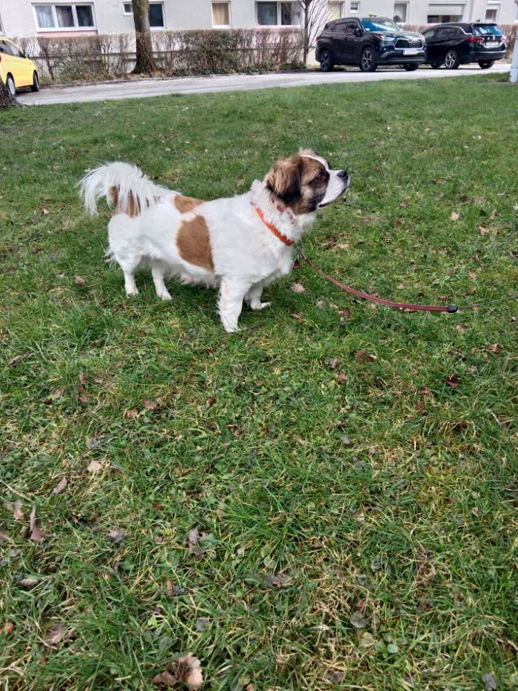 Hundetreffen-Gassirunde-Profilbild