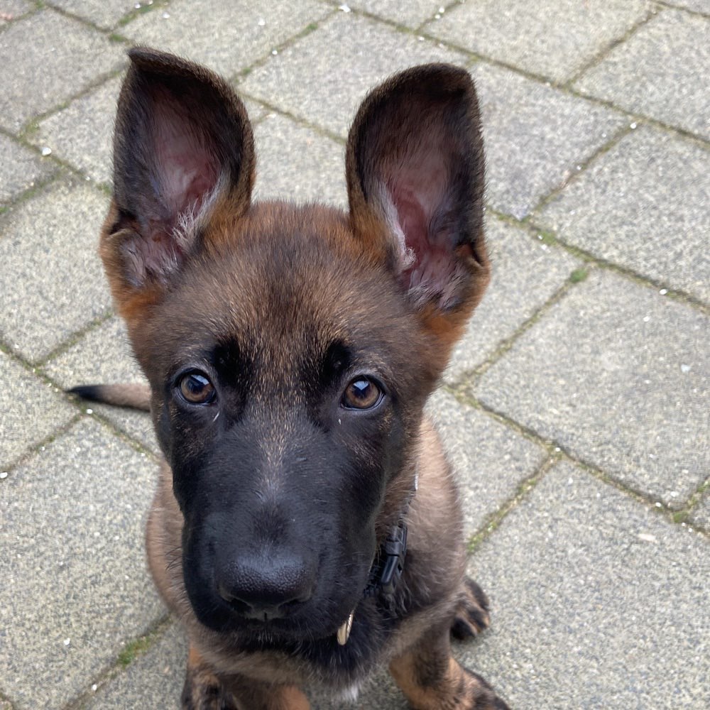 Hundetreffen-Welpen kennenlernen-Profilbild