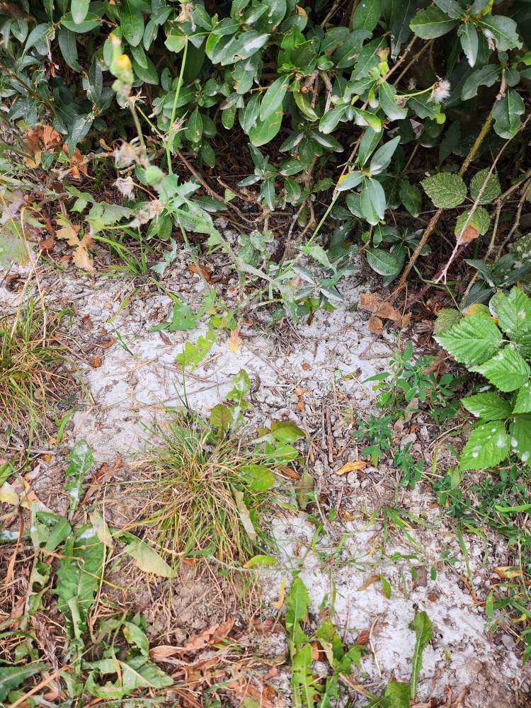 Giftköder-Giftköder 🧐🤔🤷🏻‍♀️.-Profilbild