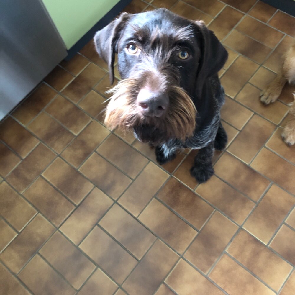 Hundetreffen-DD Rüde 2Jahre alt und gut erzogen 👍-Profilbild