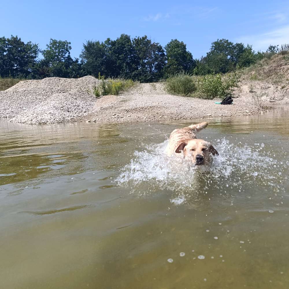 Hundetreffen-Spiel, Spaß und auspowern-Profilbild