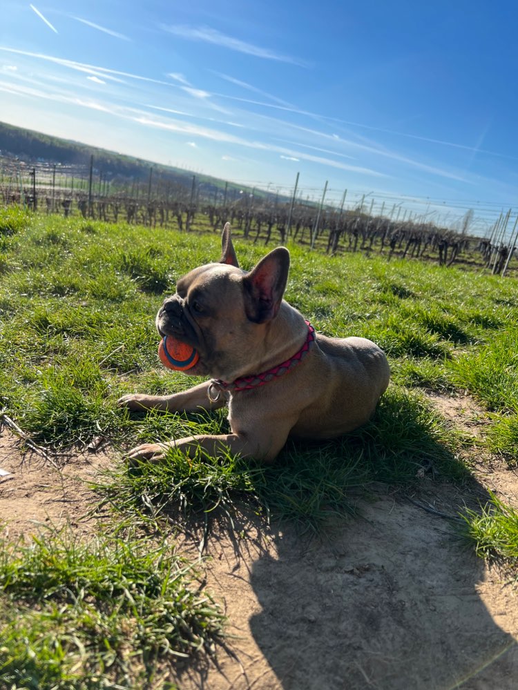 Hundetreffen-Gassi- und Spielrunde-Profilbild