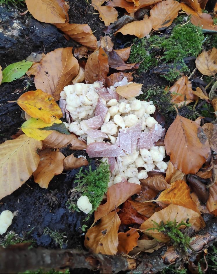 Giftköder-Speck & Salami im Werburger Wald-Profilbild