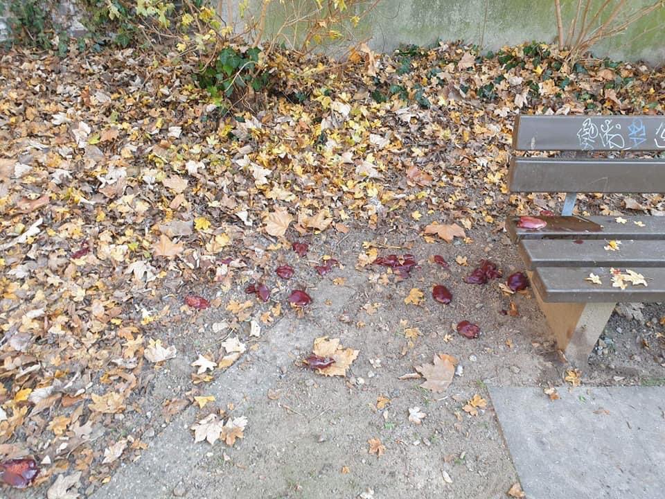 Giftköder-Innereien-Profilbild