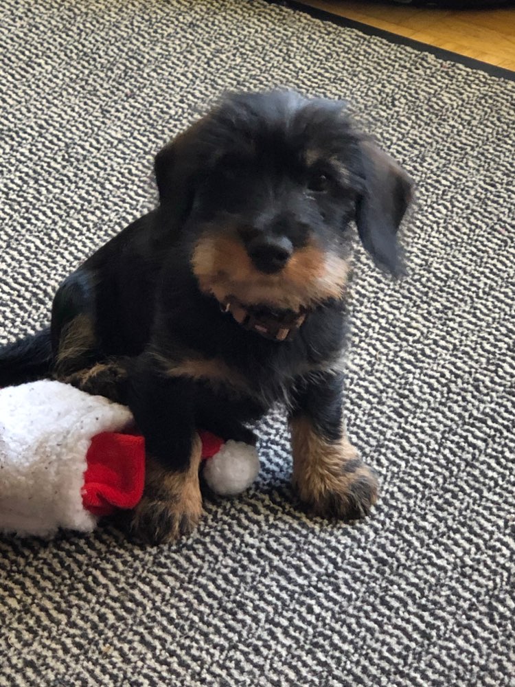 Hundetreffen-Treffen mit kleinen Hunden-Profilbild