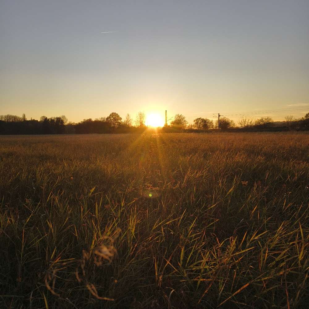 Hundetreffen-Toben am Saalealtarm-Profilbild