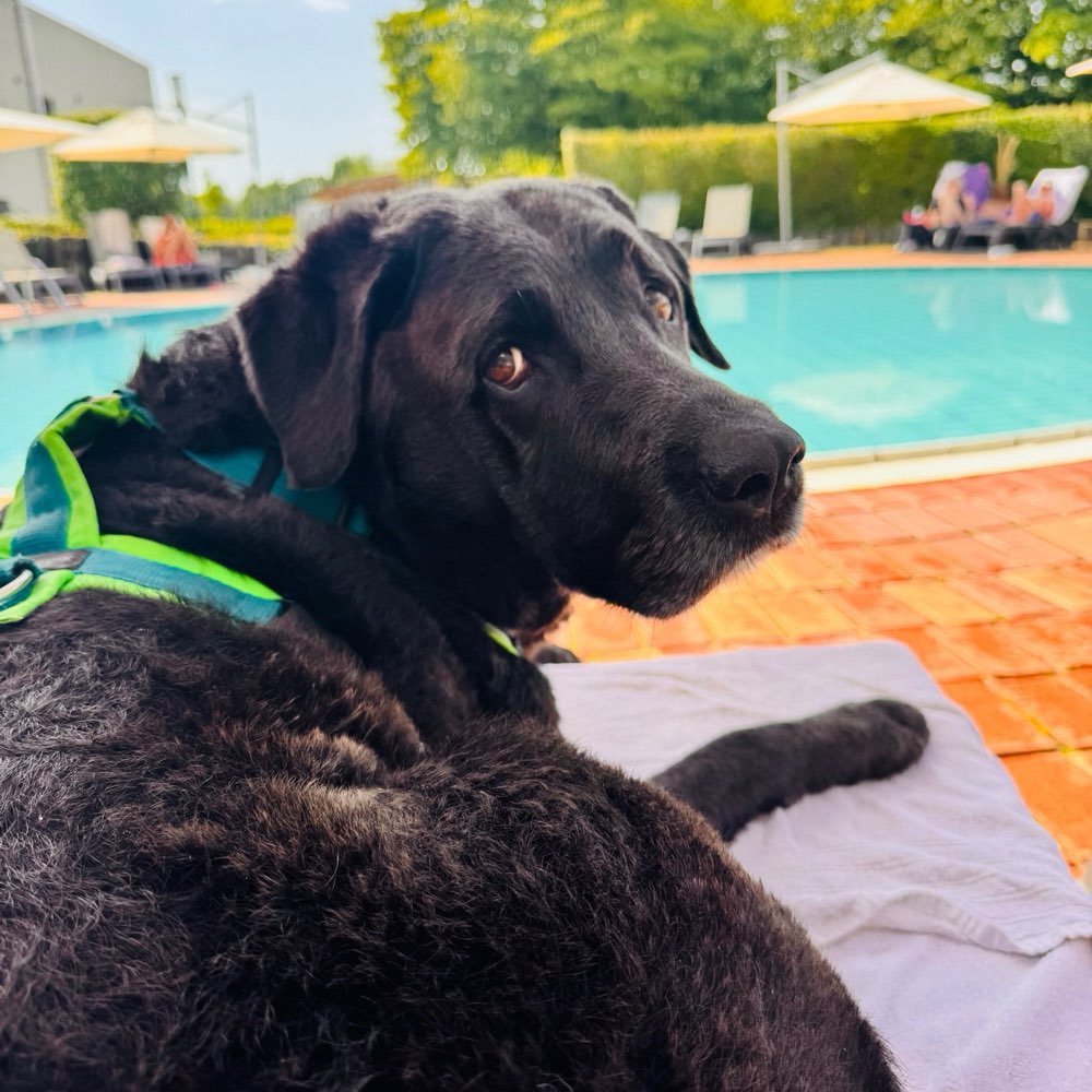 Hundetreffen-Wanderung-Profilbild