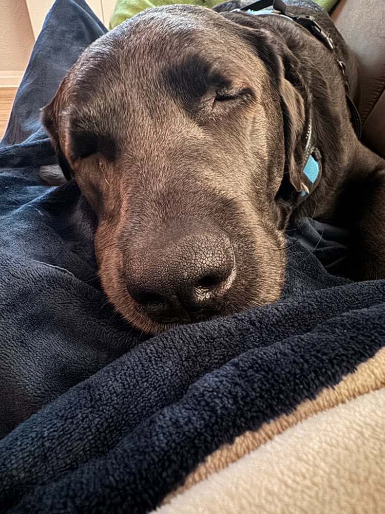 Hundetreffen-Wanderung-Profilbild