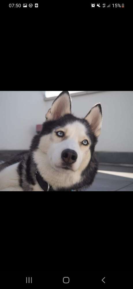 Hundetreffen-Huskys Treff Koblenz-Profilbild