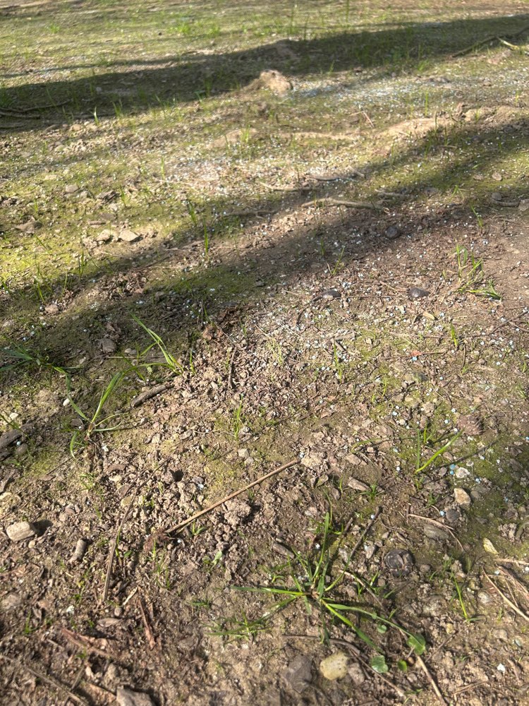 Giftköder-Blaukorn-Profilbild