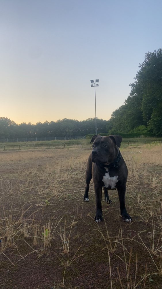 Hundetreffen-Gassirunden in Gießen-Profilbild