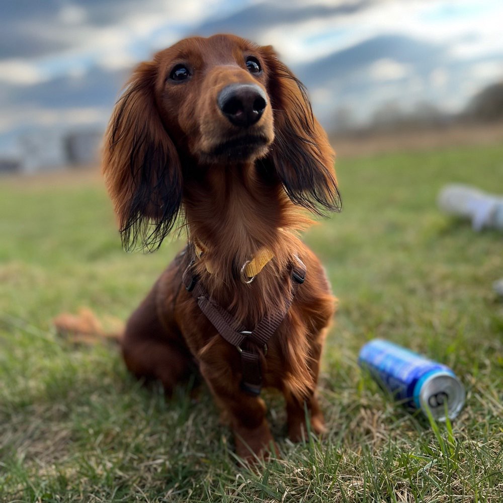 Hundetreffen-Dackelkind Simba sucht neue Freunde 🐾🐾-Profilbild