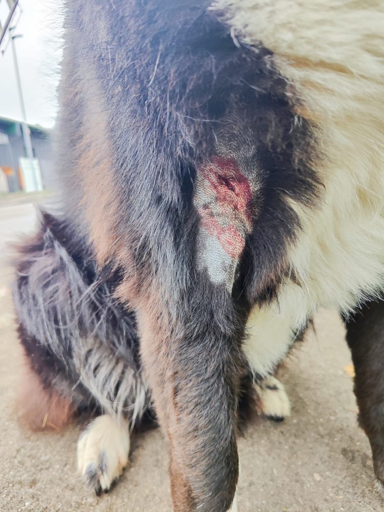 Giftköder-⚠️ Hinweis für Hundehalter:innen-Profilbild