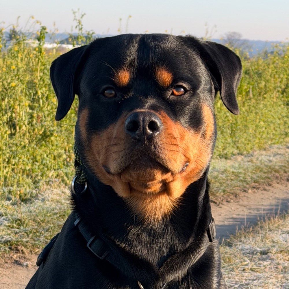 Hundetreffen-Hundebegegnungen ohne Kontakt!-Profilbild