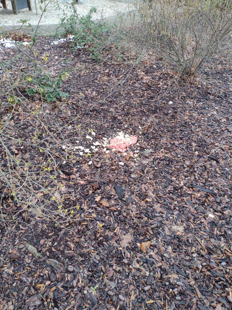 Giftköder-Möglicher Giftköder-Profilbild