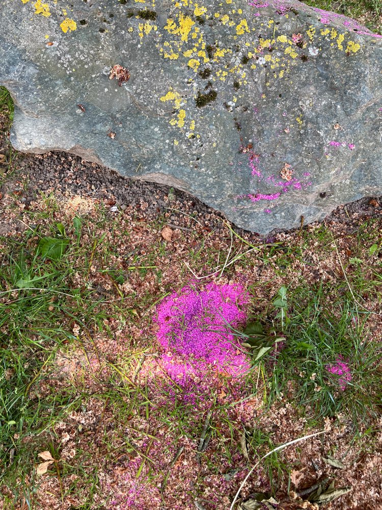 Giftköder-Giftköder-Profilbild