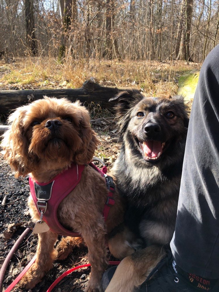 Hundetreffen-Gassirunden im Auwald-Profilbild