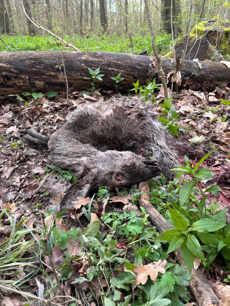 Giftköder-Totes Reh-Profilbild