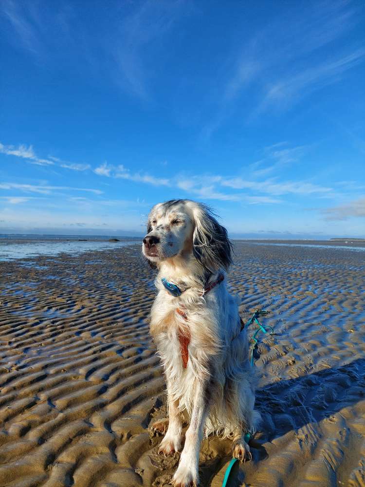 Hundetreffen-Hundefreunde zum Flitzen gesucht-Profilbild