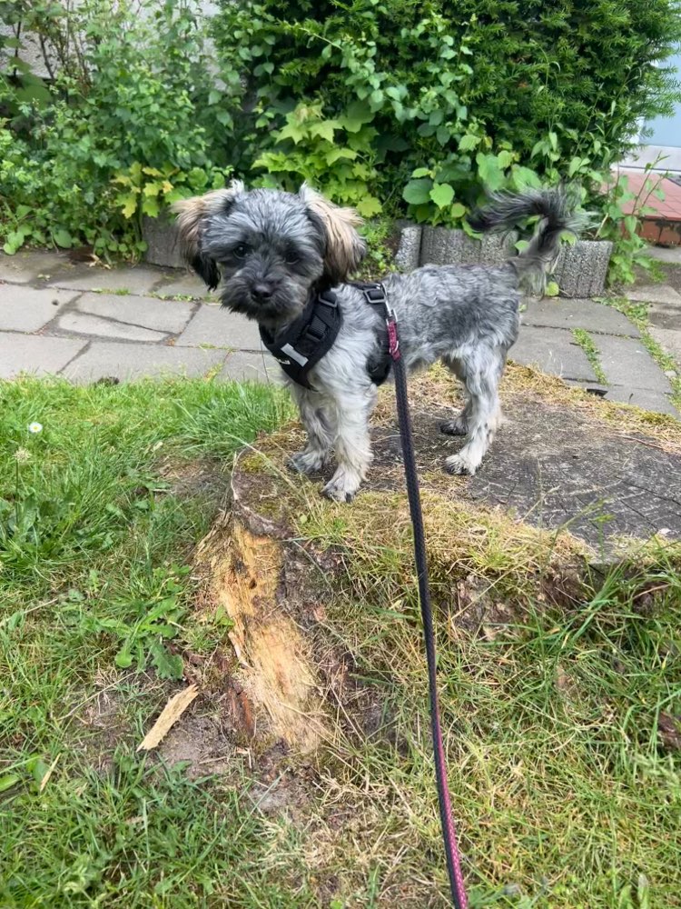 Hundetreffen-Spielrunde für kleine Doggos-Profilbild