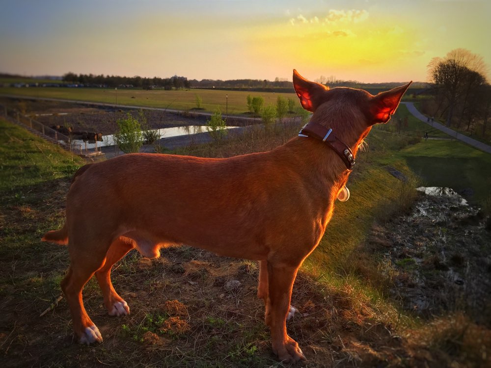 Hundetreffen-Phoenix West - Walk Your Dog-Profilbild