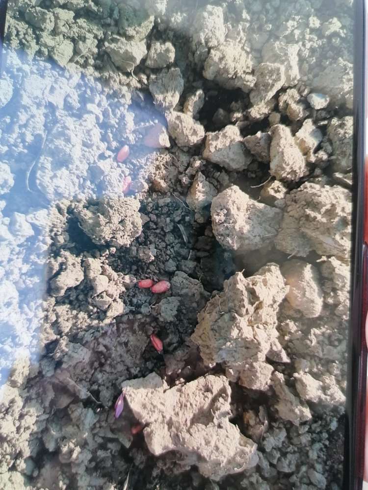 Giftköder-Evtl Rattengift-Profilbild