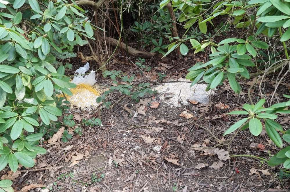 Giftköder-Eventuell Giftköder-Profilbild