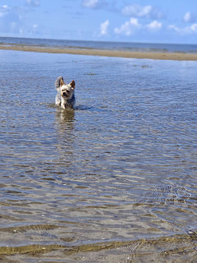 Hundetreffen-Hunde Treff Garding-Profilbild