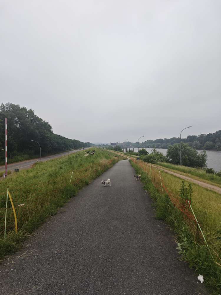 Hundetreffen-Kleinhund treffen an der Elbe-Profilbild