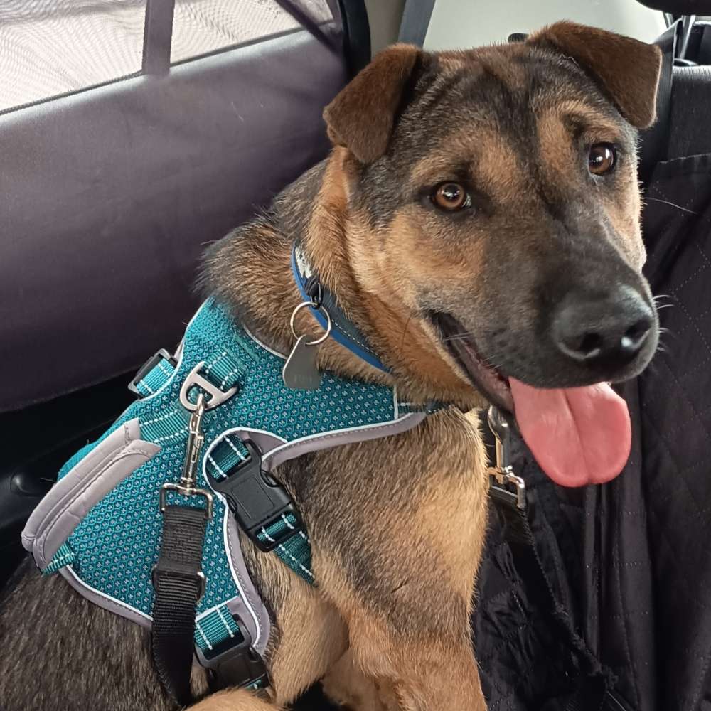 Hundetreffen-Social Walk an der Leine-Profilbild