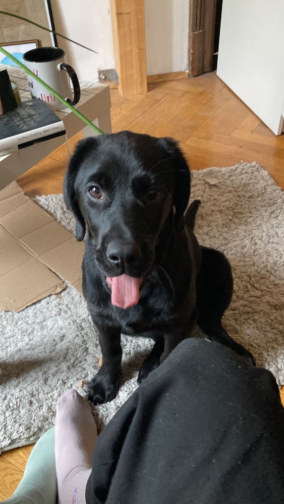 Hundetreffen-Welpentreffen in Graz-Profilbild