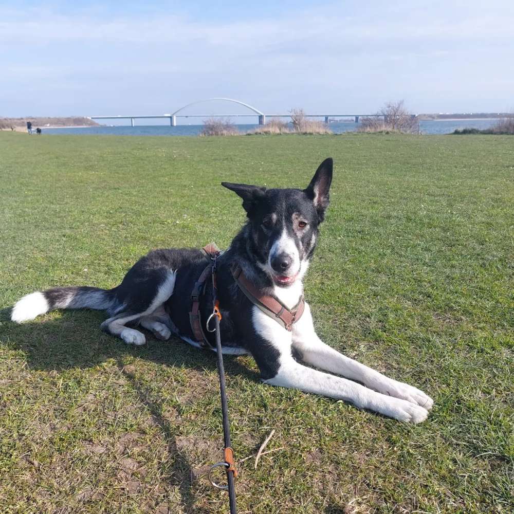 Hundetreffen-Gemeinsame Gassirunden in Soest und Umgebung-Profilbild