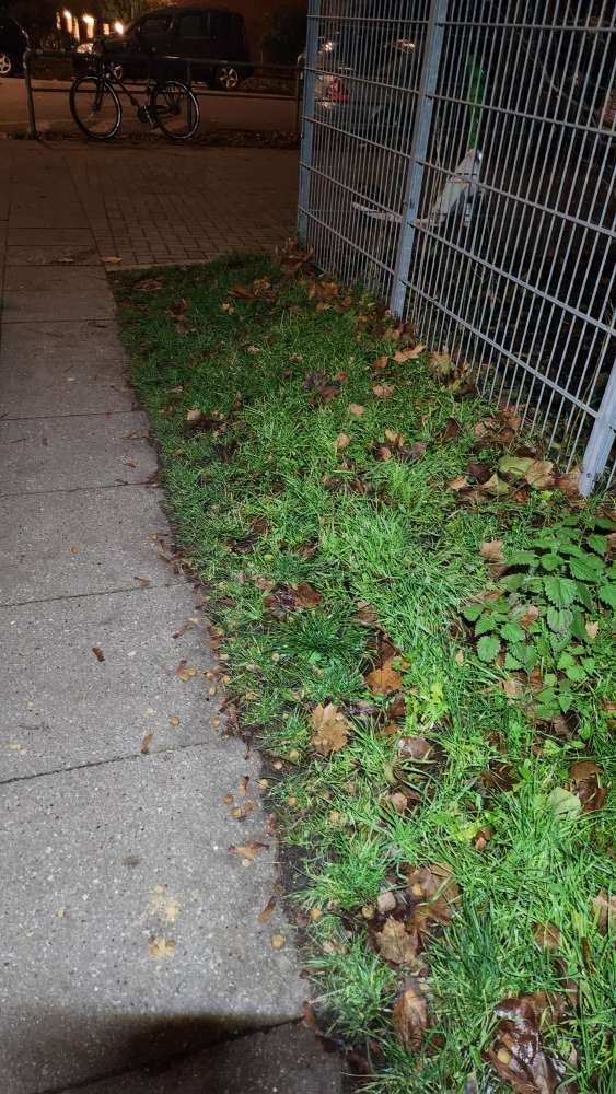 Giftköder-Hundefutter/eventuell Giftköder-Profilbild