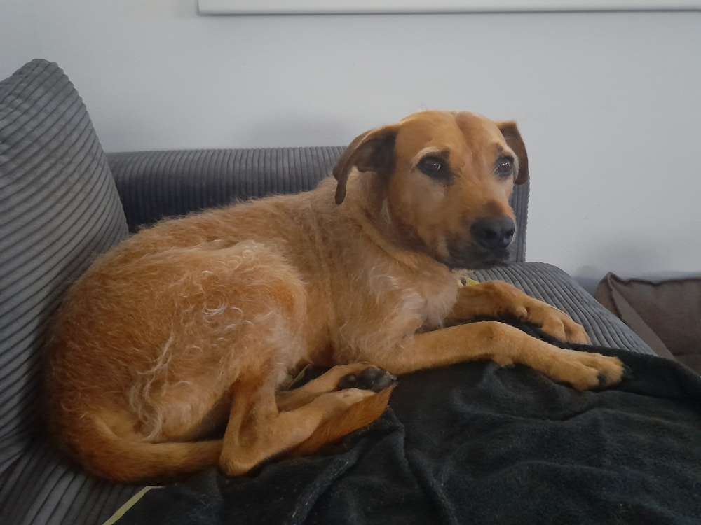 Hundetreffen-Spielgefährte-Profilbild