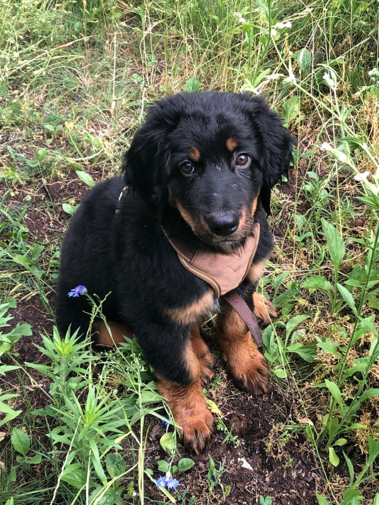 Hundetreffen-Welpentreffen in Reilingen-Profilbild