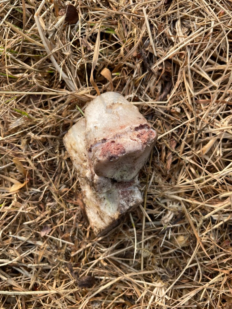 Giftköder-"Platzierte" Knochenstücke-Profilbild