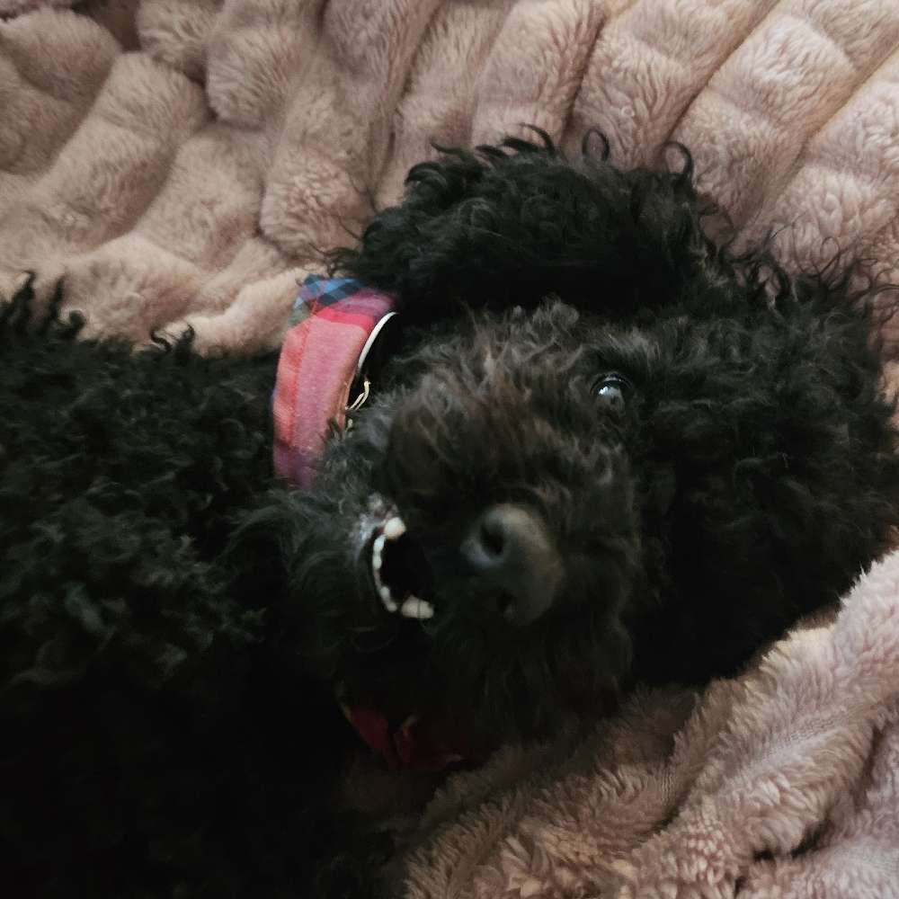 Hundetreffen-Suchen Hundekumpels zum Spielen und Gassi gehen-Profilbild