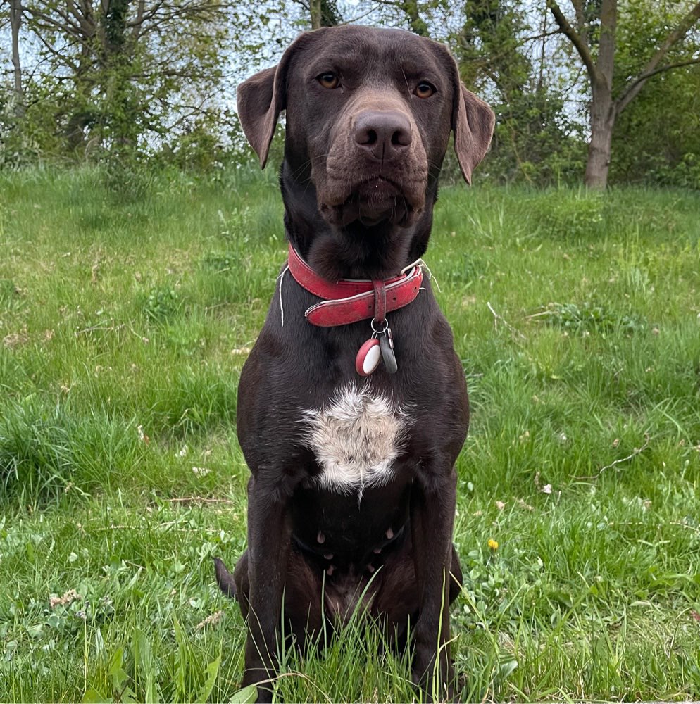 Hundetreffen-Toberunde-Profilbild