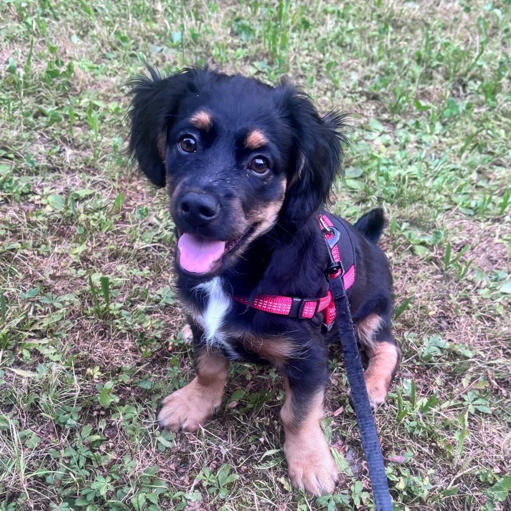 Hundetreffen-Hundetreffen-Profilbild