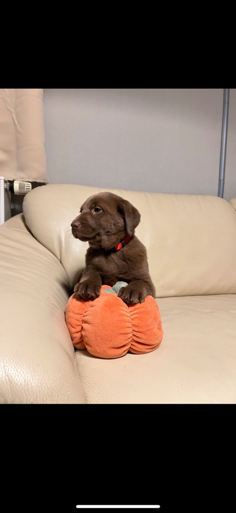 Hundetreffen-Welpentreffen Eppendorf/ Winterhude-Profilbild