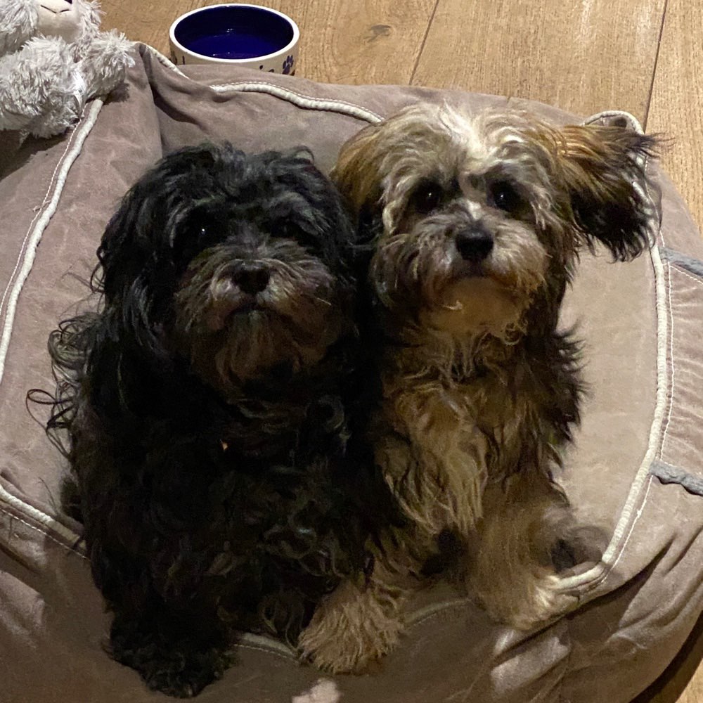 Hundetreffen-Junghund und Erwachsenenhunde Treffen-Profilbild