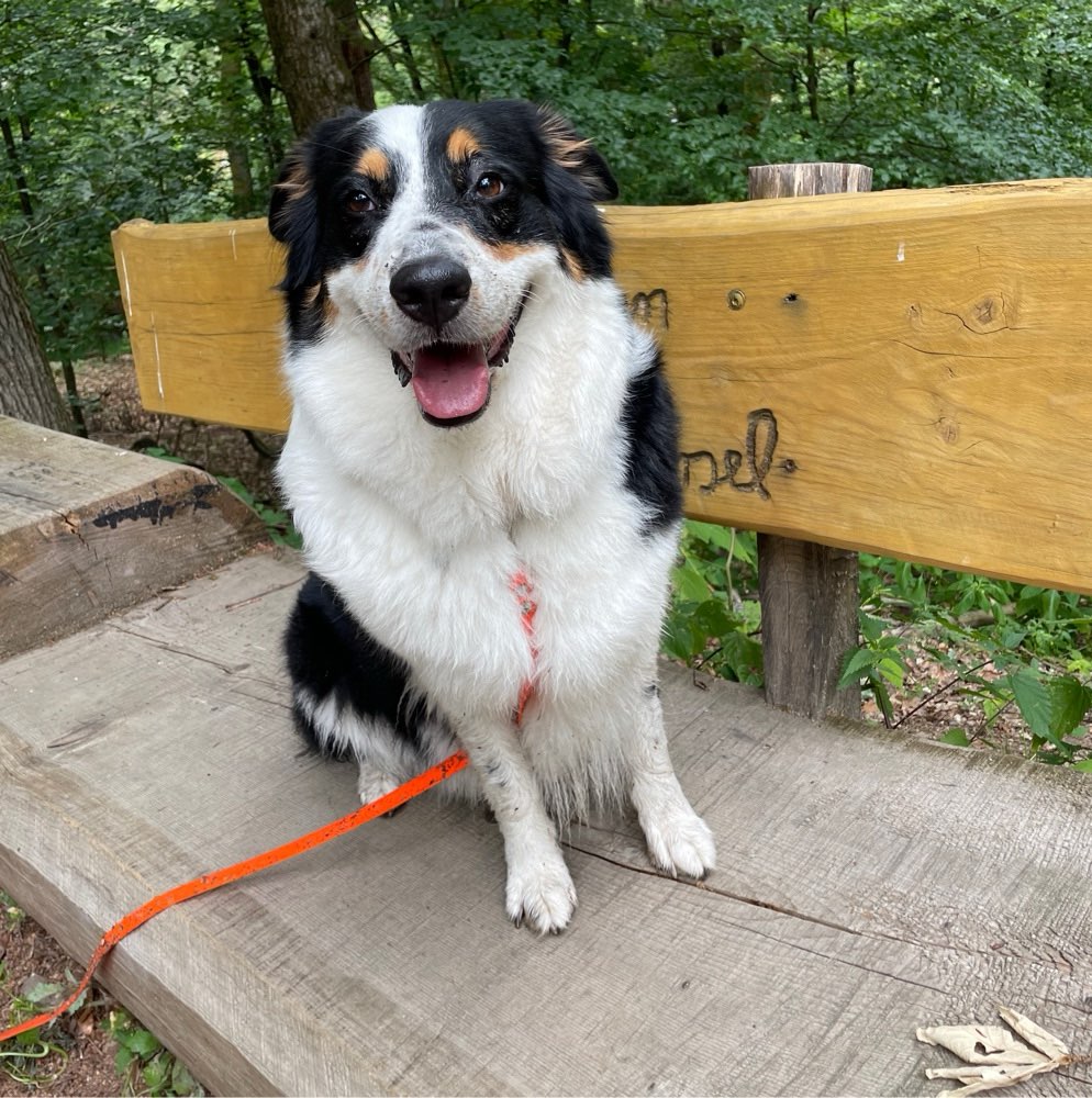 Hundetreffen-Gemeinsames Gassi gehen und Trainieren-Profilbild