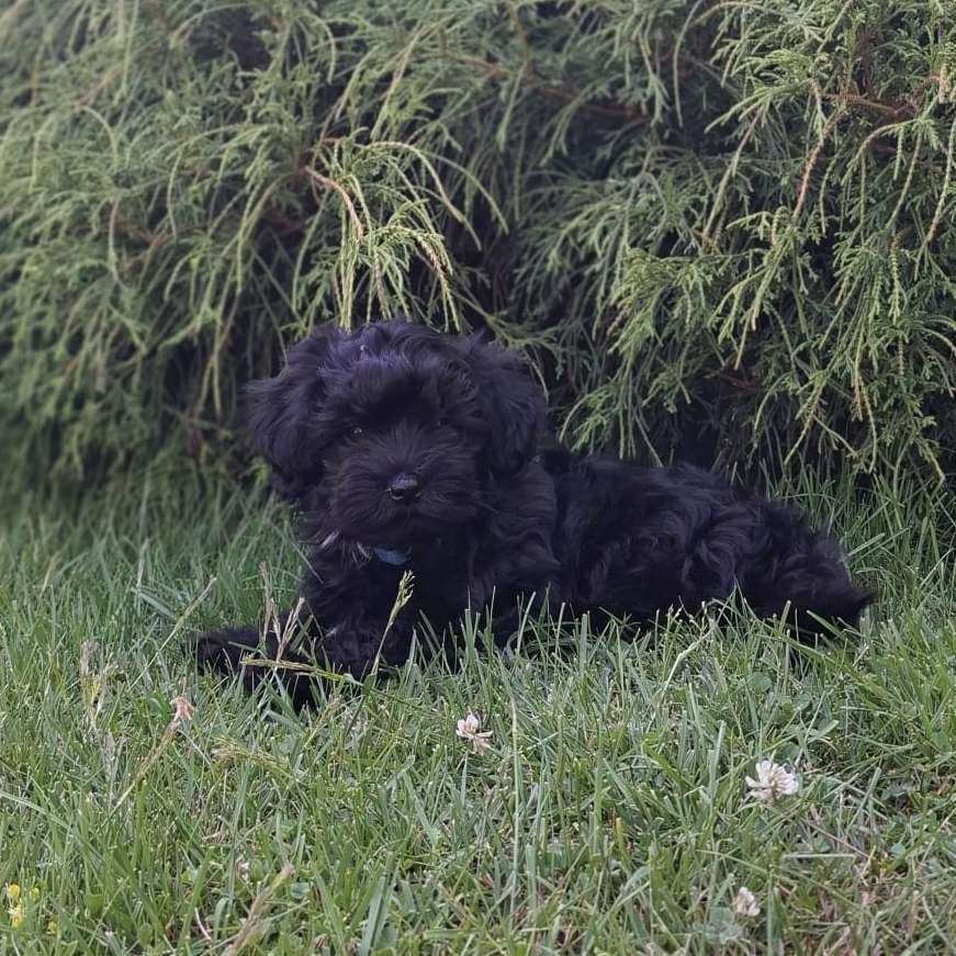 Hundetreffen-Welpentreff am Harz-Profilbild