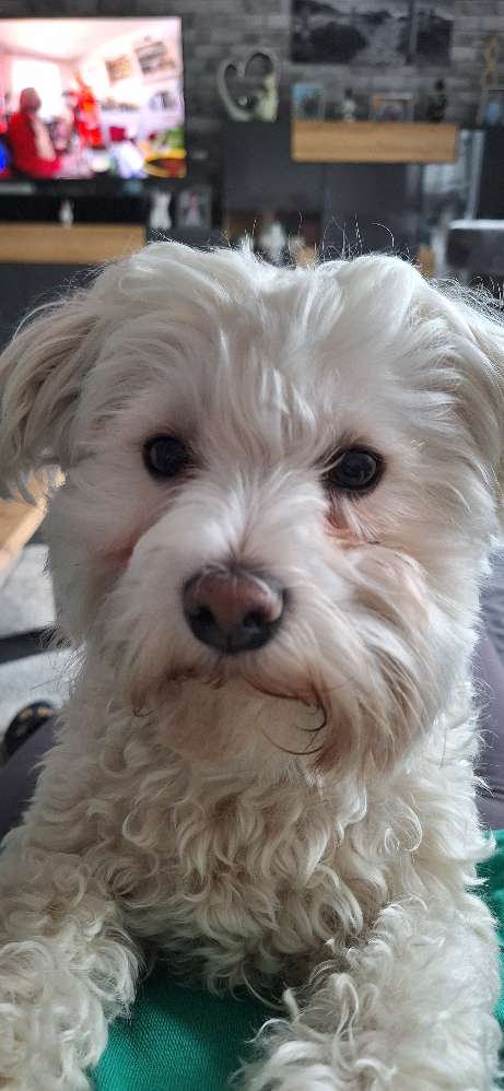 Hundetreffen-Sozial verträgliche hunde und Menschen gesucht-Profilbild