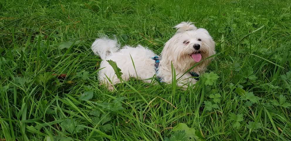 Hundetreffen-Maltipoo sucht pflegestelle-Profilbild