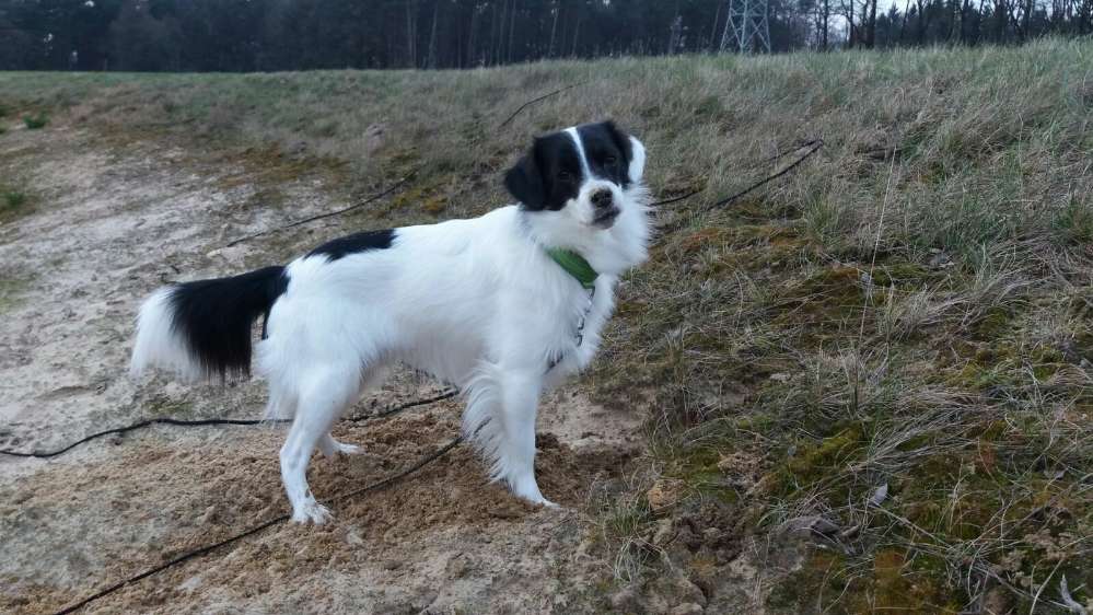 Hundetreffen-Hunde für Gassirunden mit Sozialisierung  gesucht-Profilbild