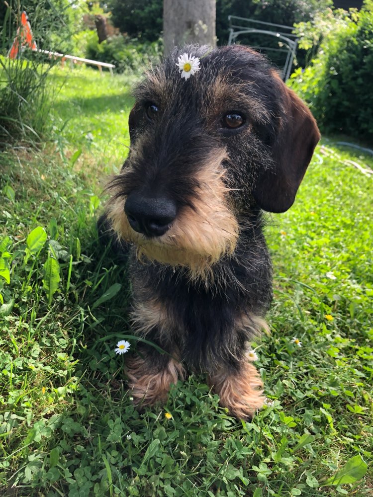 Hundetreffen-Hundefreunde gesucht (Gassi/Spielen) 🐾-Profilbild
