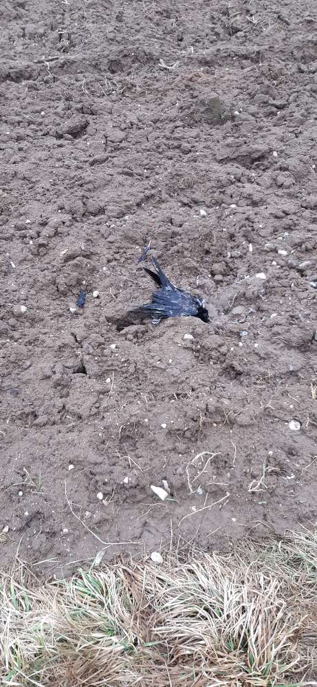 Giftköder-Tierkadaver-Profilbild