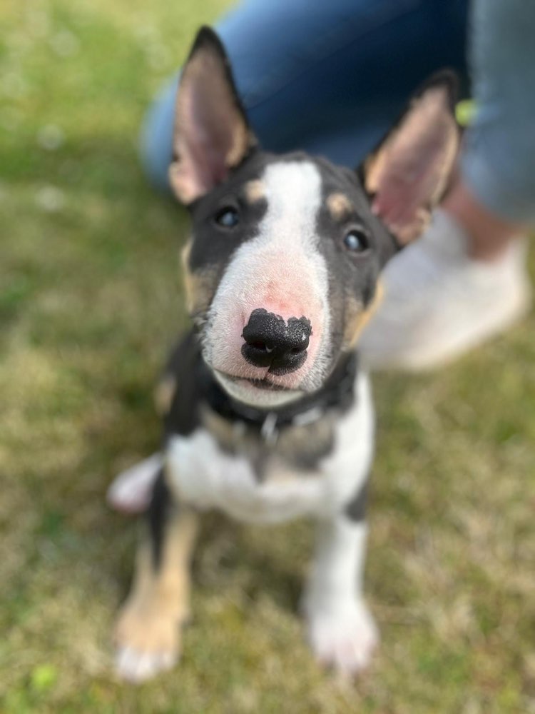 Hundetreffen-Welpentreffen Nähe Hameln-Profilbild
