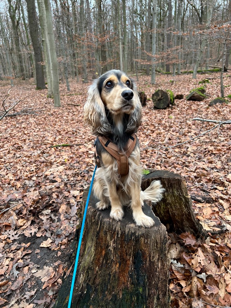 Hundetreffen-Gemeinsamer Spaziergang-Profilbild